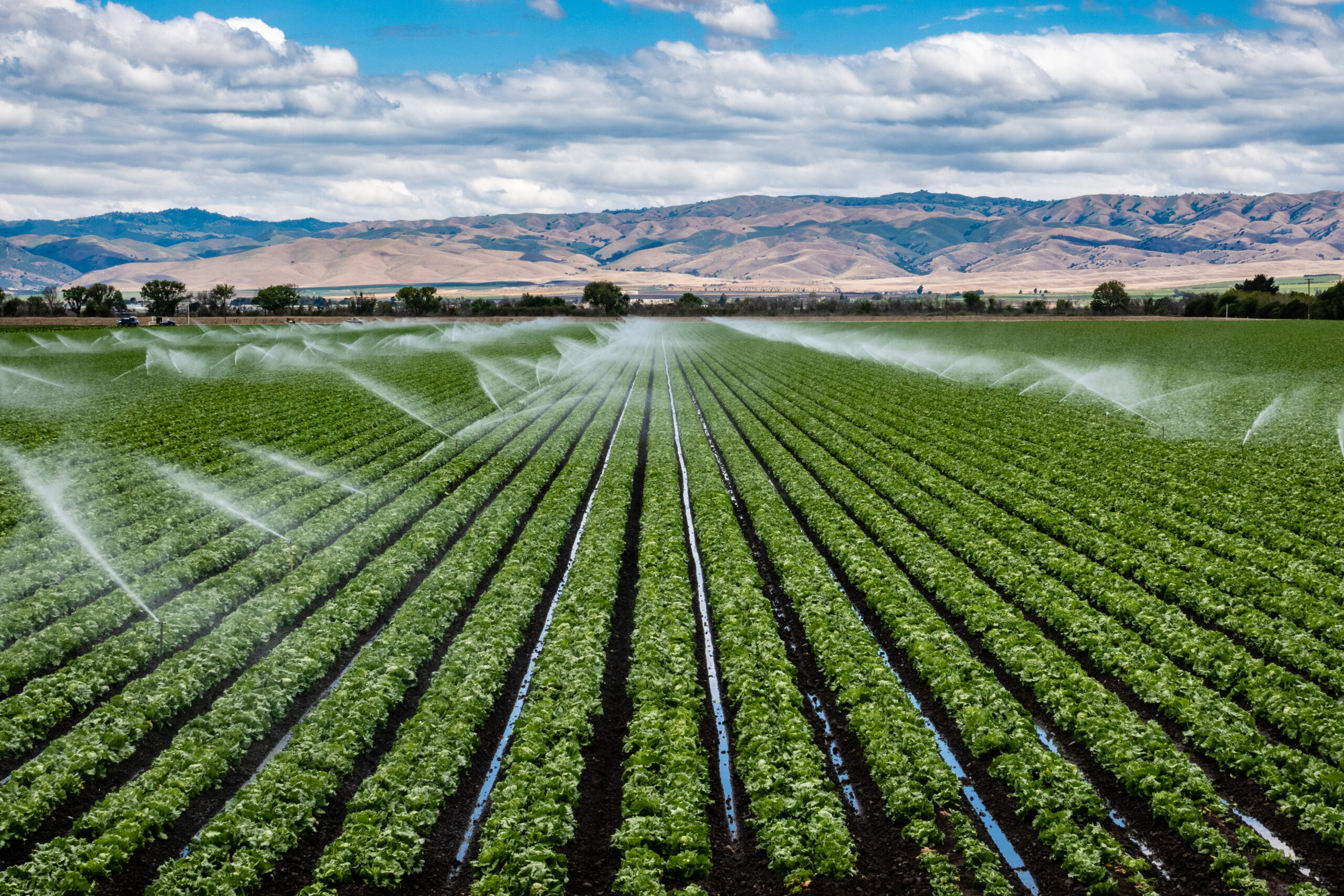 A field irrigation sprinkler system waters rows of lettuce crops